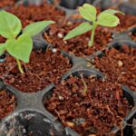 What Are the Benefits of Using Premium Coir in Cannabis Hydroponics?