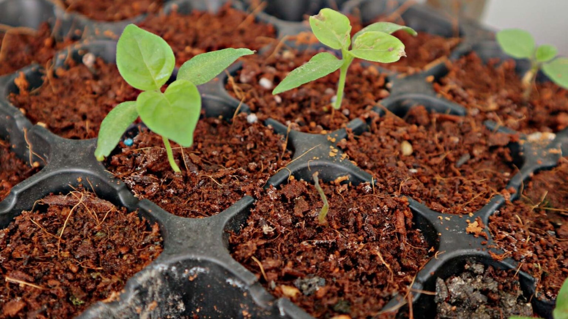 What Are the Benefits of Using Premium Coir in Cannabis Hydroponics?