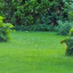 Professional Garden Maintenance Services in Kensington for a Healthy, Beautiful Outdoor Space