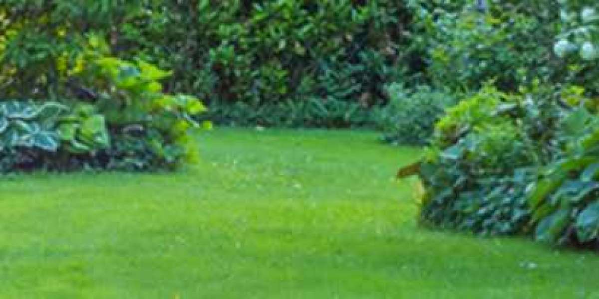 Professional Garden Maintenance Services in Kensington for a Healthy, Beautiful Outdoor Space