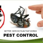 Top 5 Pests Plaguing Richmond Hill Homes and How to Combat Them