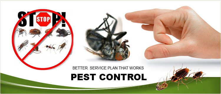 Top 5 Pests Plaguing Richmond Hill Homes and How to Combat Them