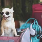 Dog Carrier Purse: The Perfect Blend of Fashion, Comfort, and Convenience
