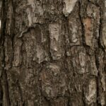 Nano-Powered Innovation: The Expanding Role of Cellulose Nanocrystals Across Industries