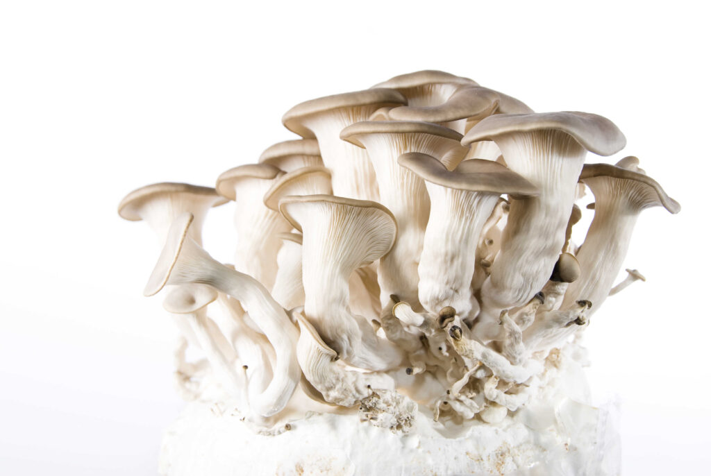The Science and Safety of Growing Psychedelic Mushrooms