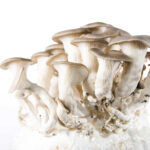 The Science and Safety of Growing Psychedelic Mushrooms