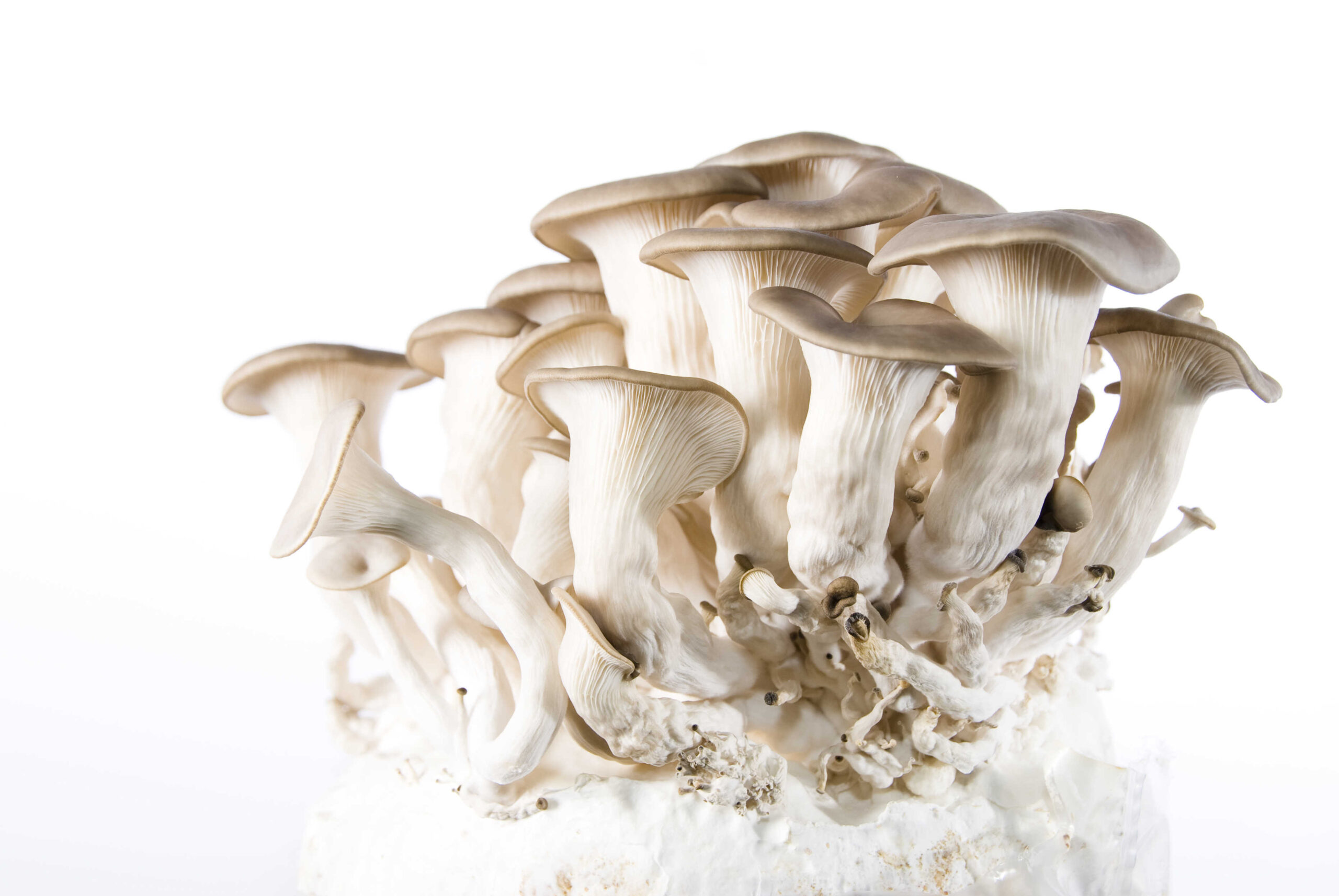 The Science and Safety of Growing Psychedelic Mushrooms