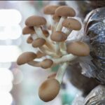 Step-by-Step Instructions for Growing Blue Oyster Mushrooms Indoors