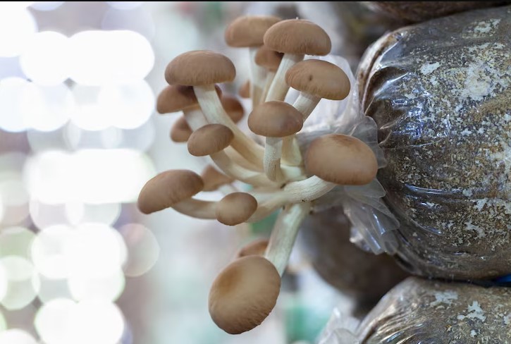 Step-by-Step Instructions for Growing Blue Oyster Mushrooms Indoors