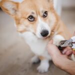 How to Trim Your Pet’s Nails Without Causing Pain or Anxiety