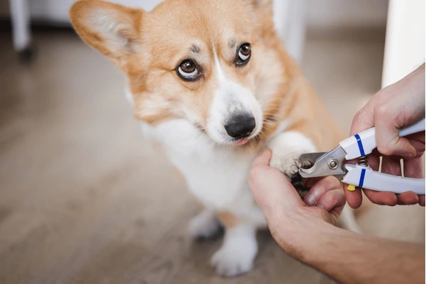 How to Trim Your Pet’s Nails Without Causing Pain or Anxiety