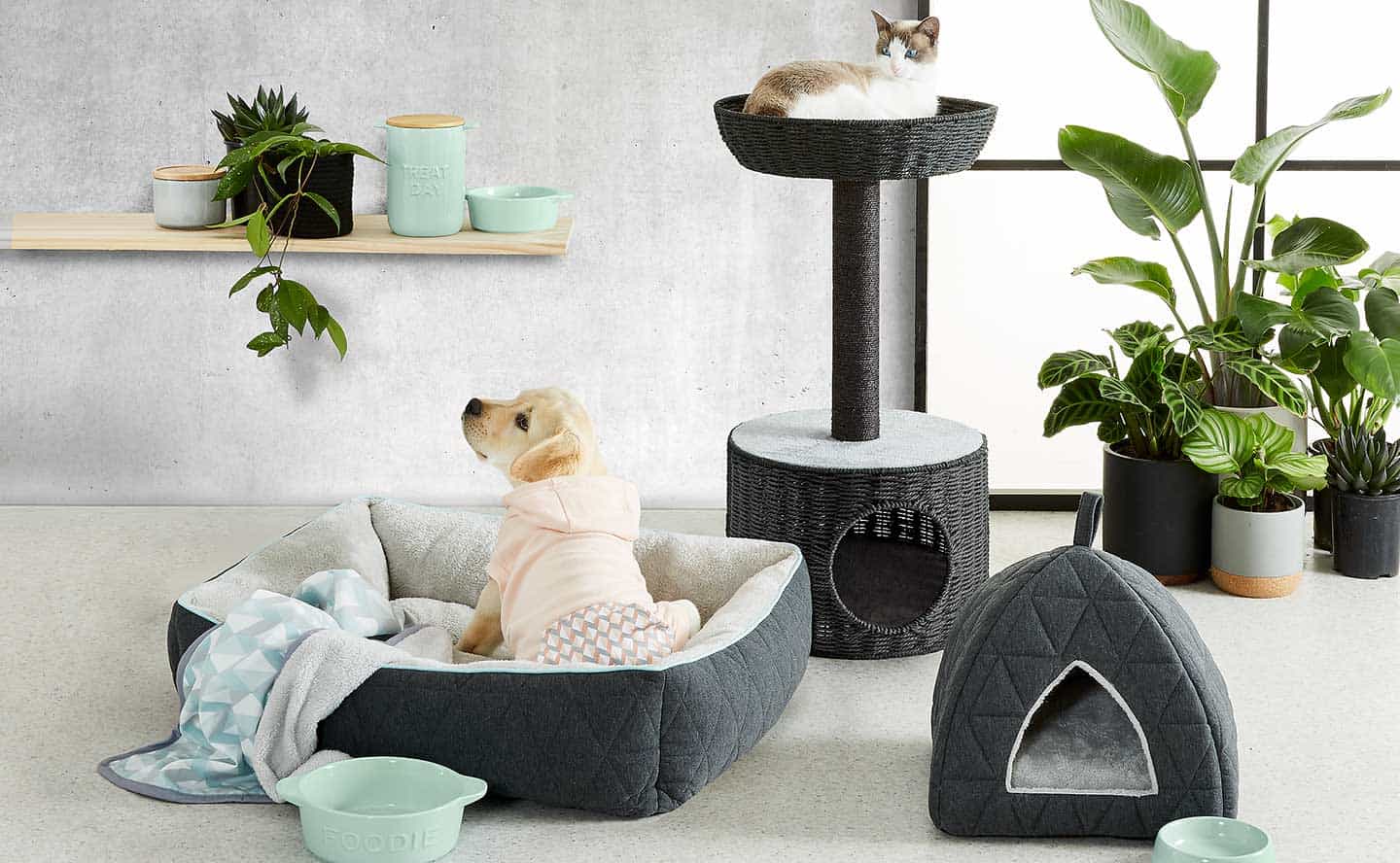 Why Overstock Pet Supplies and Overstock Board Games Are Hidden Gold for Smart Shoppers