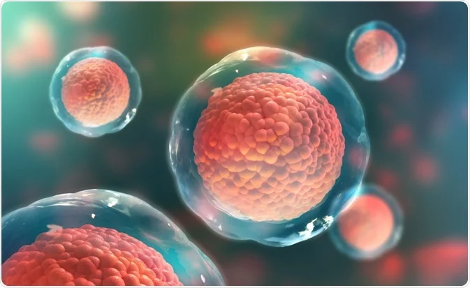 Stem Cells and the Quran: Divine Capacity to Regenerate