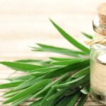 Finding the Best Tea Tree Oil Bulk Suppliers: A Complete Guide for Buyers