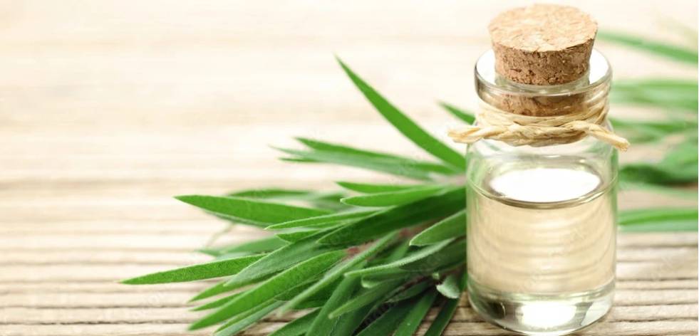 Finding the Best Tea Tree Oil Bulk Suppliers: A Complete Guide for Buyers