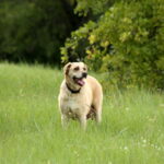 Essential Gear for Every Dog Owner: Muzzles, Tactical Haarne