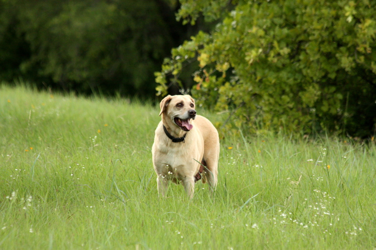 Essential Gear for Every Dog Owner: Muzzles, Tactical Haarne