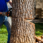 “Professional Tree Removal Pearland Advanced Landscape Solutions”