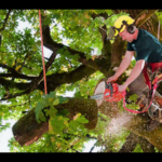 Demolition Services LLC | Tree Removal & Clearing Experts