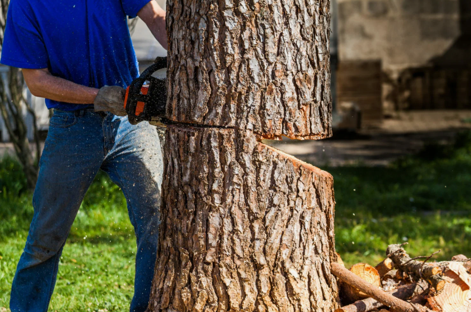 “Professional Tree Removal Pearland Advanced Landscape Solutions”