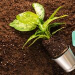 Best coco peat supplier usa wholesale