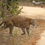 Exploring the Enchanting Sinharaja Rainforest